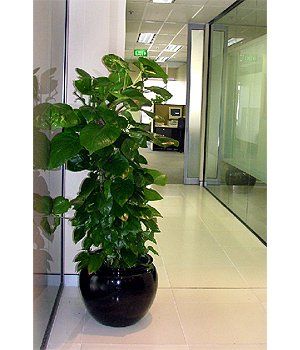 Free Standing Plants on Hallway — Gymea Bay, NSW — Office Oasis Indoor Plant Hire