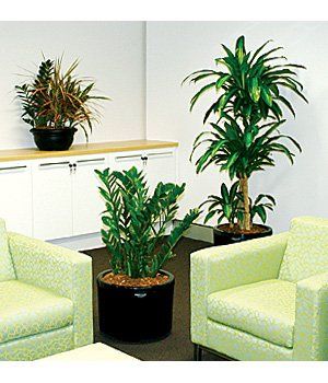 Waiting Area with Free Standing Plants — Gymea Bay, NSW — Office Oasis Indoor Plant Hire