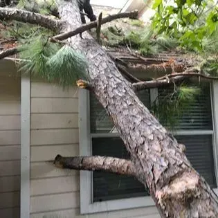 Large fallen tree limb resting against a house window and siding after storm damage