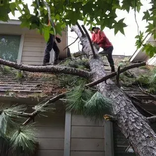 Workers cutting a large fallen tree limb off a roof, with branches and debris covering shingles
