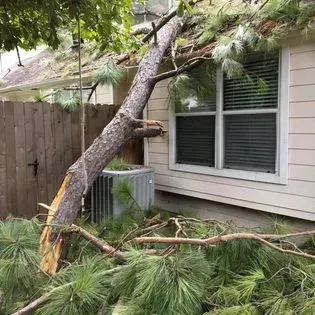 Fallen tree branch leaning against a house window, with broken limbs and scattered pine needles in a yard