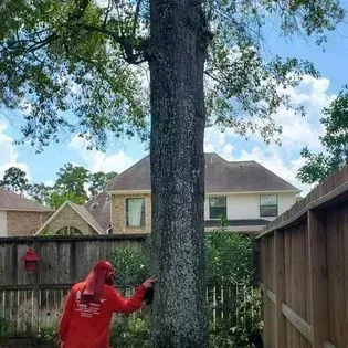 Person in red hoodie painting a large tree trunk in a fenced suburban backyard
