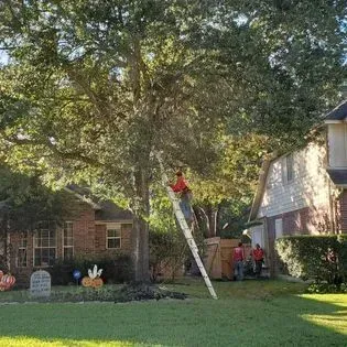 Worker in red on a ladder trimming a large tree in a suburban front yard