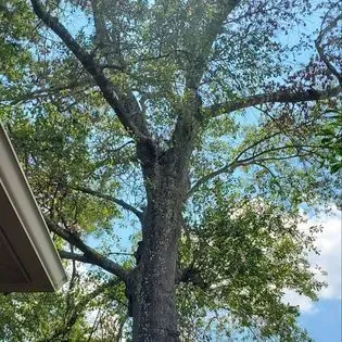 Tall tree with dark trunk and green leaves against a blue sky, beside a building roof edge