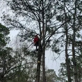 Person in a red jacket climbing a tall tree in a wooded area