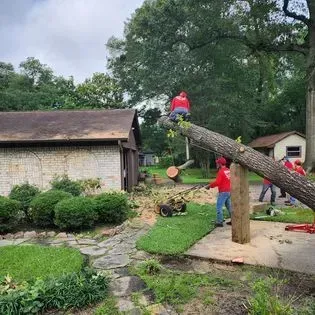 Workers trimming a large tree branch beside a house, with one person on the branch and others on the ground