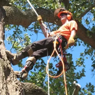 Tree trimmer in orange helmet and harness descends beside a large tree limb under a blue sky