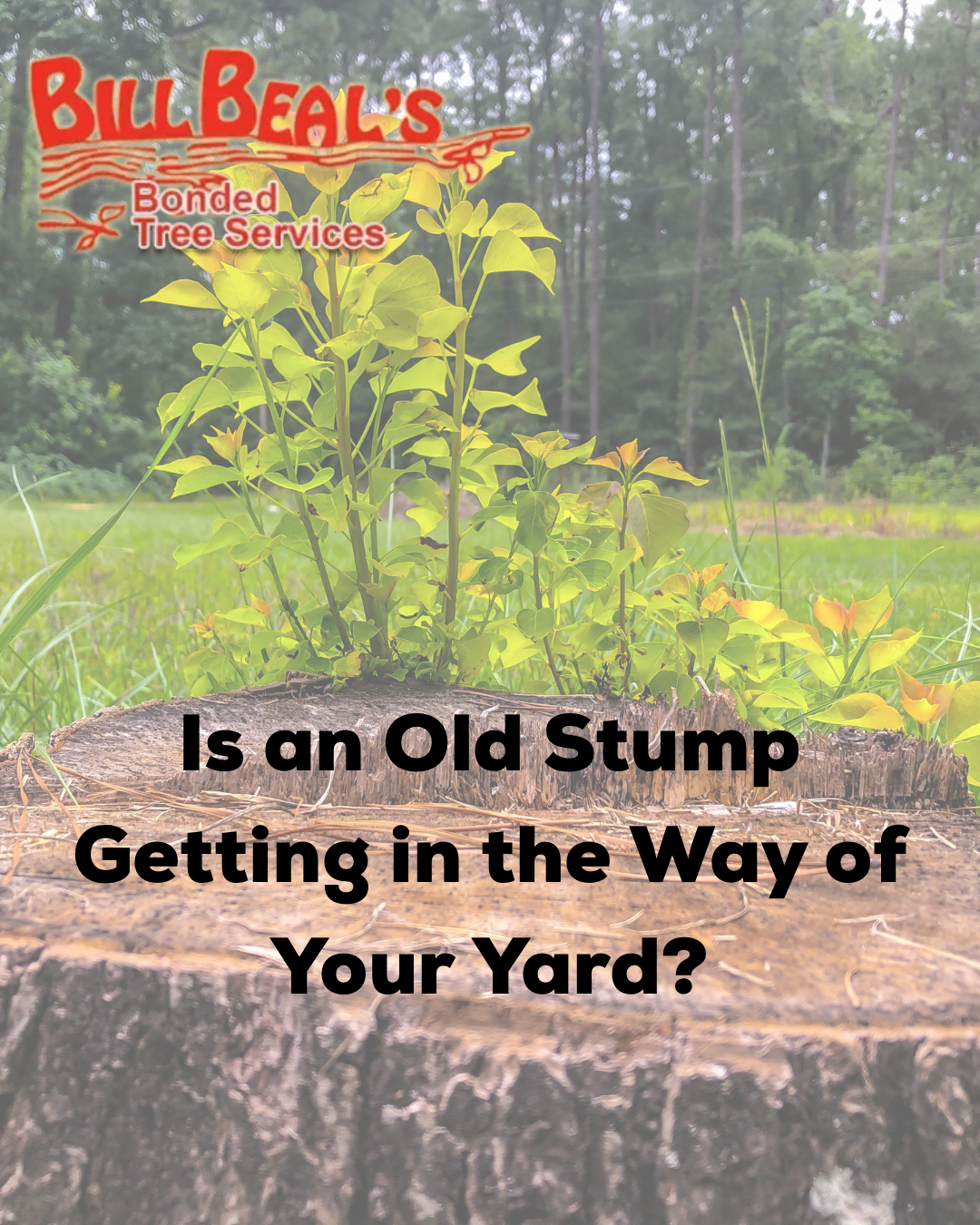 Bill Beal’s tree service ad with a stump in a yard and text: “Is an Old Stump Getting in the Way of Your Yard?”