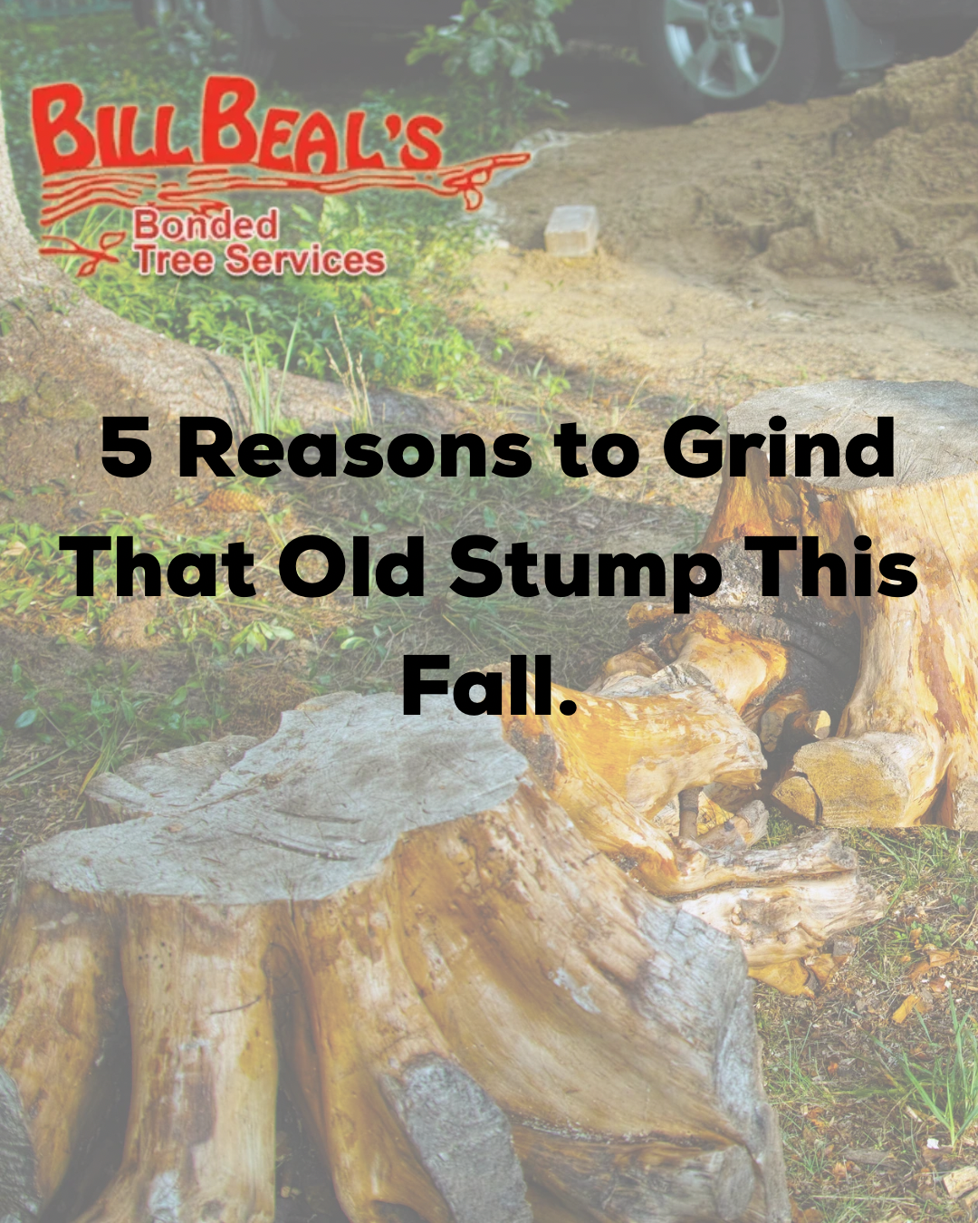 Flyer about grinding an old stump this fall, with a photo of a large tree stump and wood chips
