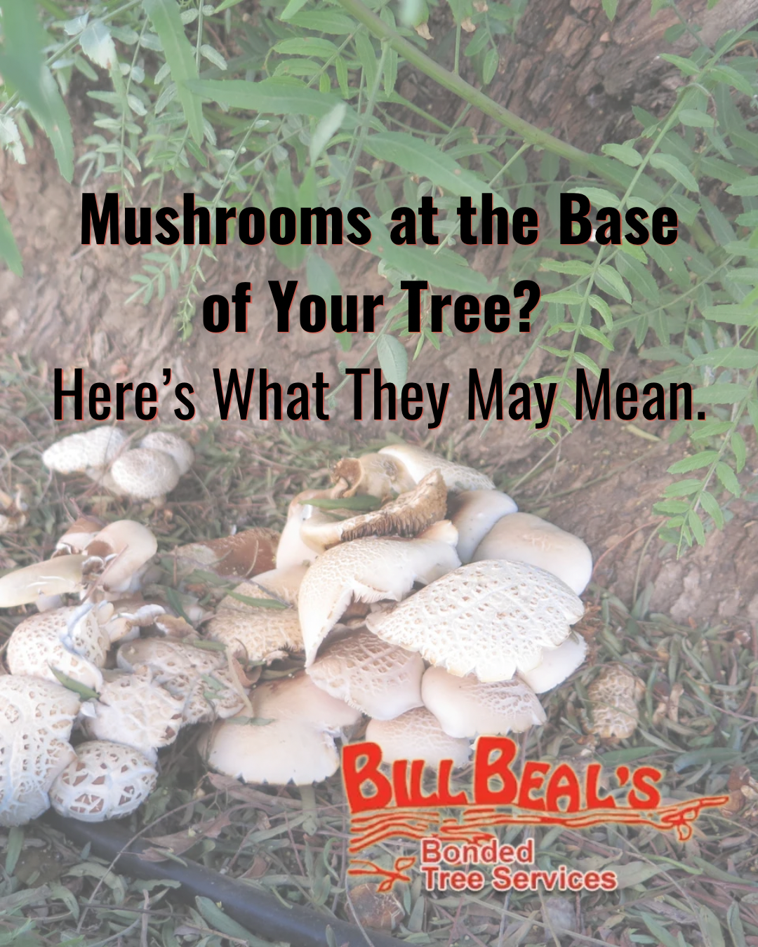 Mushrooms at the base of a tree with text about what they may mean and Bull’s pesticide logo