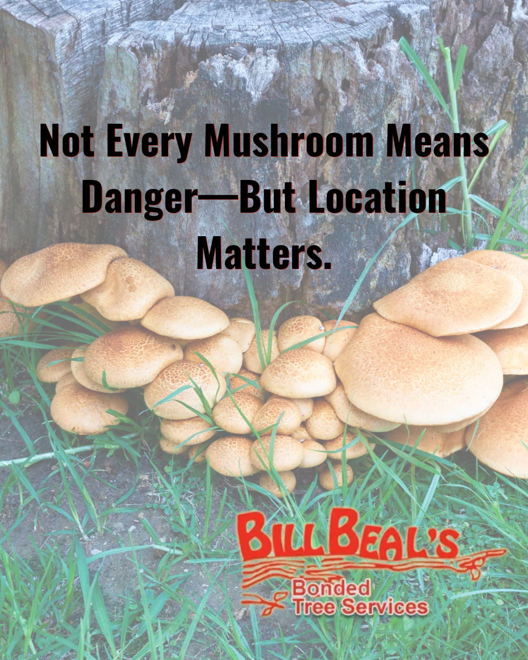 Mushrooms growing at a tree base with text: “Not Every Mushroom Means Danger—But Location Matters.”