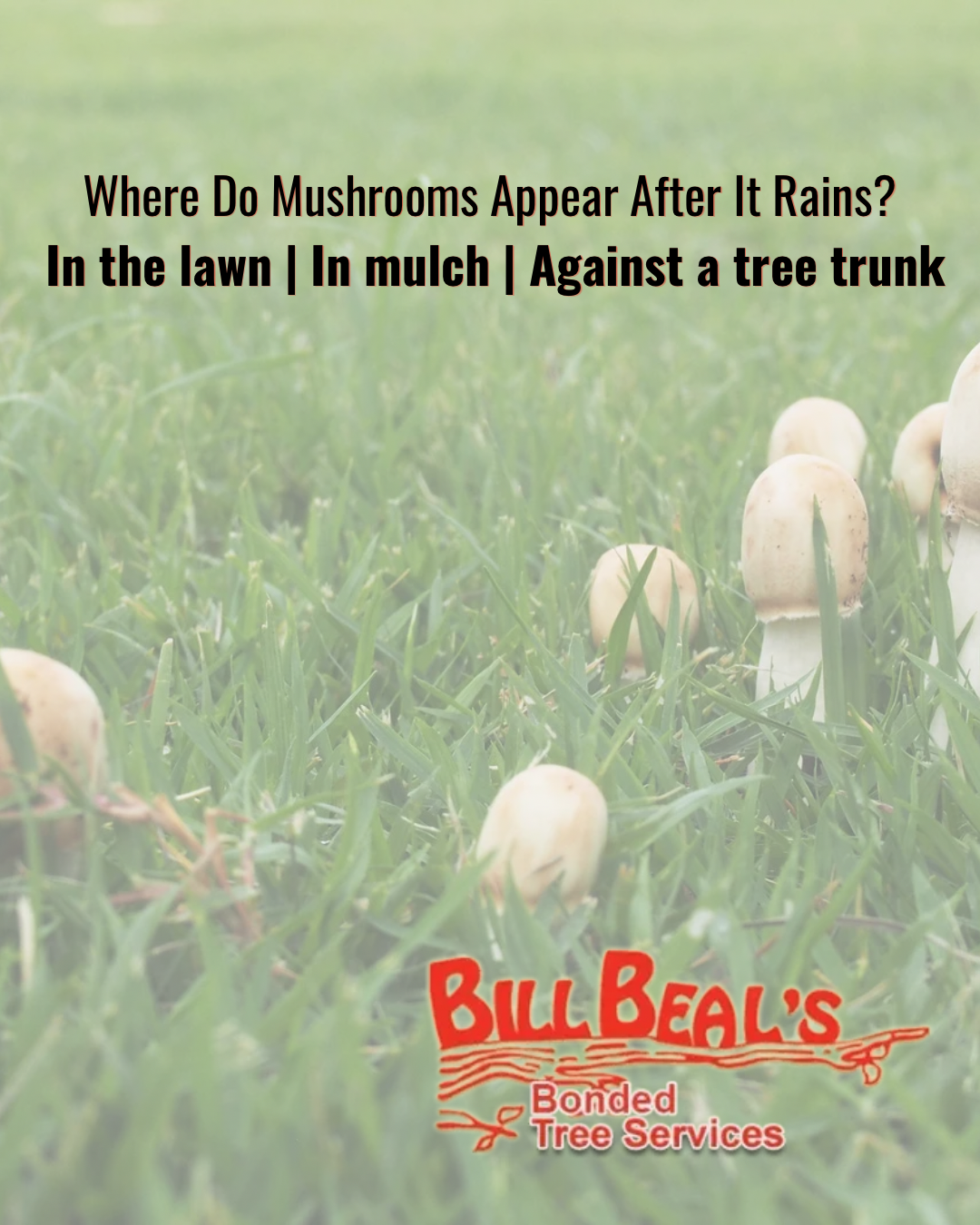 Mushrooms at the base of a tree with text about what they may mean and Bull’s pesticide logo