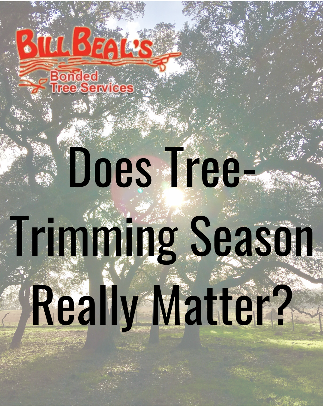Bill Beal’s logo over a tree-lined yard with text: “Does Tree-Trimming Season Really Matter?”