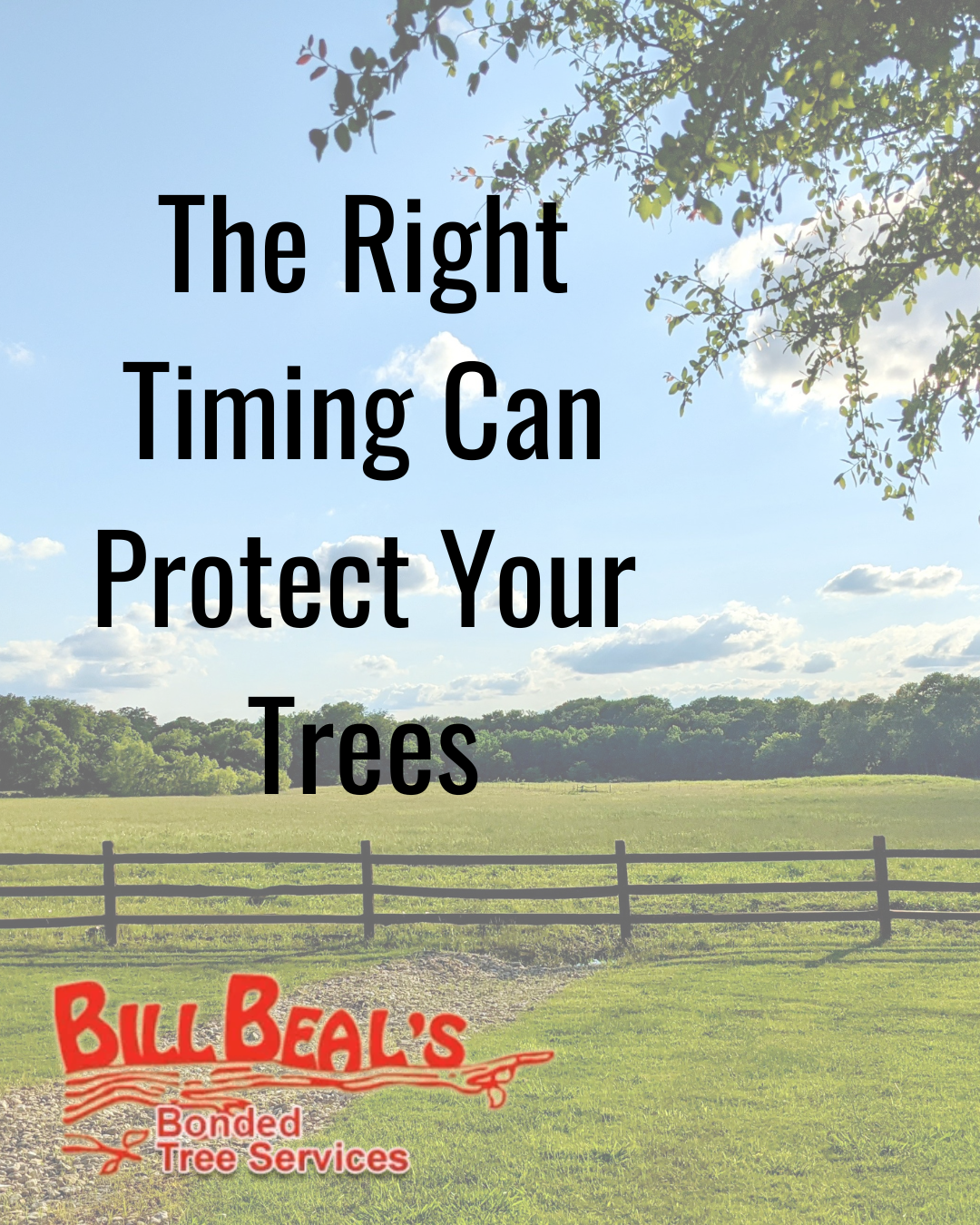 Tree service ad over a grassy field and fence: “The Right Timing Can Protect Your Trees” with Bill Beal’s logo.