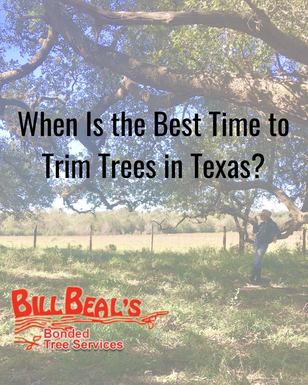 Text graphic over a tree-shaded field: “When Is the Best Time to Trim Trees in Texas?” with Bill Beal’s logo.