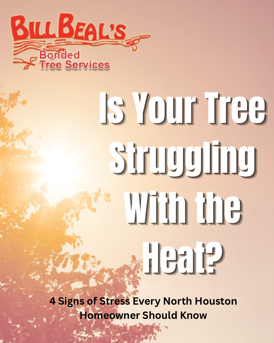 Bill Beal’s Baffled Tree Services ad: “Is Your Tree Struggling With the Heat?” sunset background