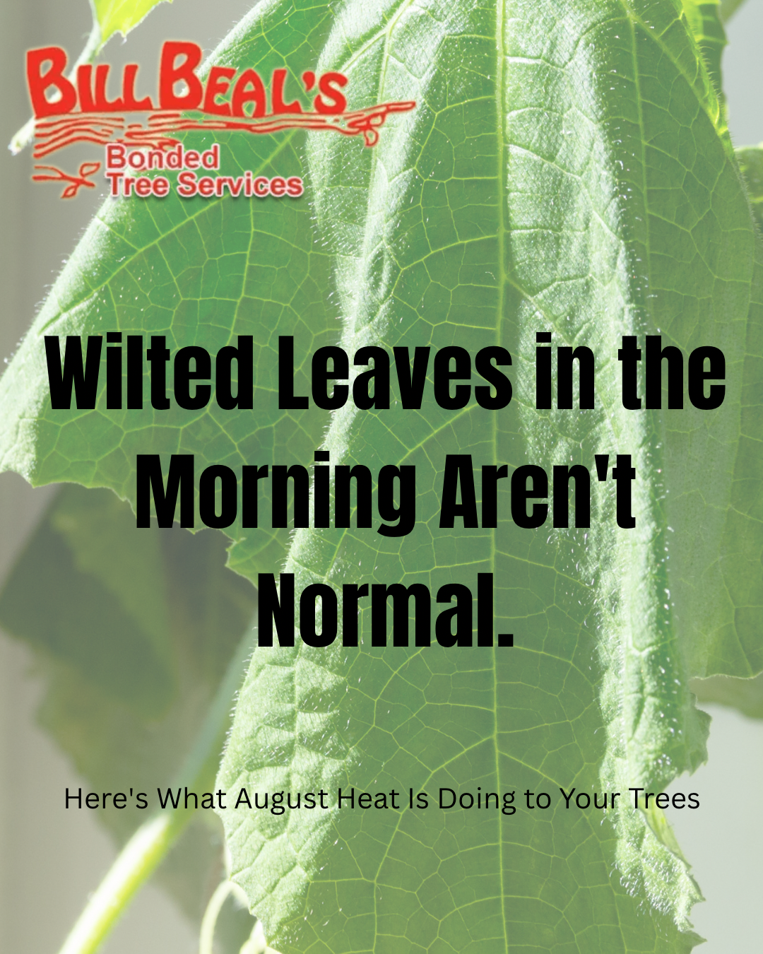Green wilted leaves with text warning, “Wilted Leaves in the Morning Aren’t Normal.”