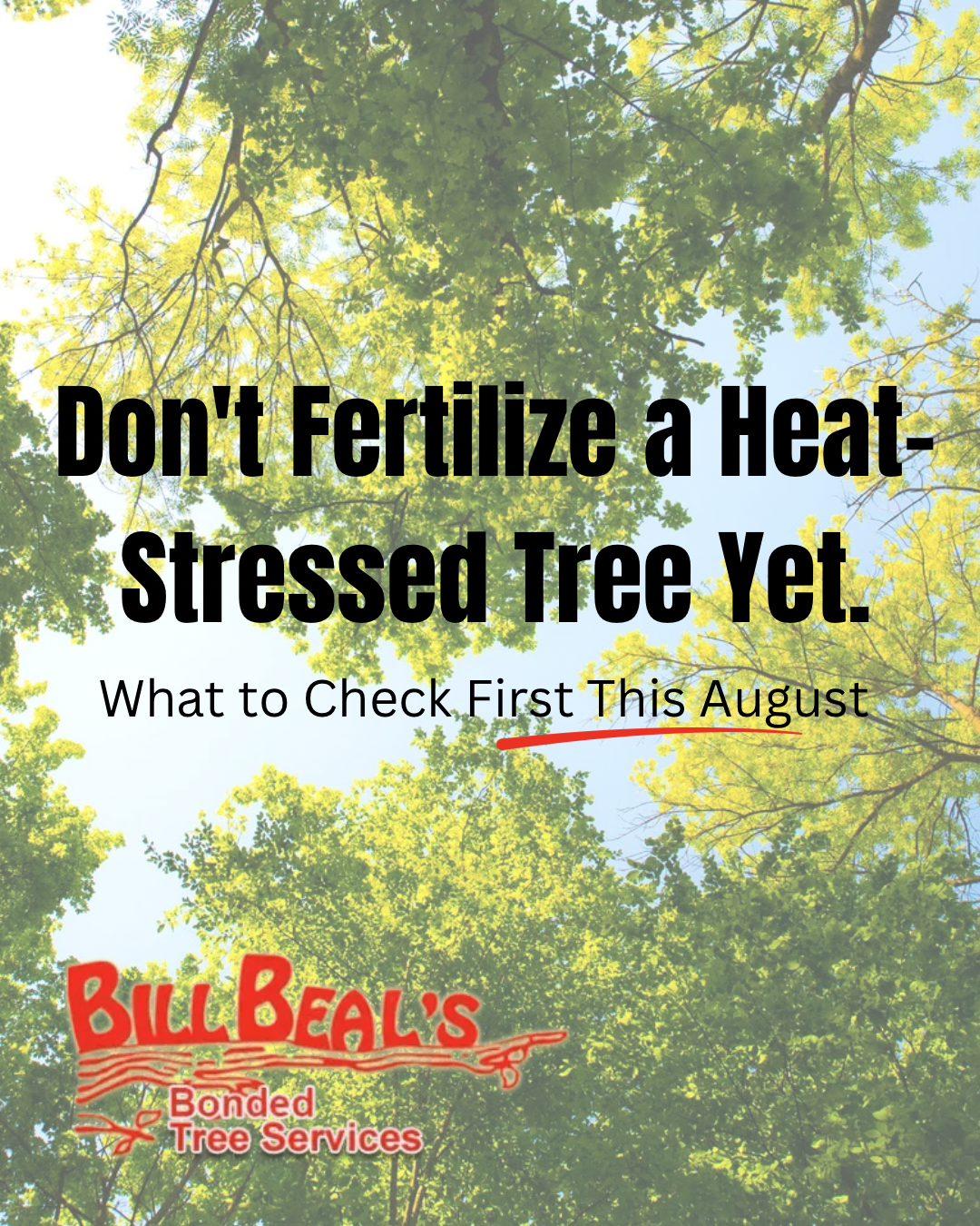 Poster: “Don’t Fertilize a Heat-Stressed Tree Yet” over sunlit tree canopy, Bill Beal’s Baffled Tree Services logo.