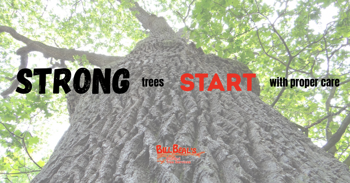 Strong tree trunk, text: Large tree trunk viewed upward with text “STRONG trees START with good care” over green foliage.