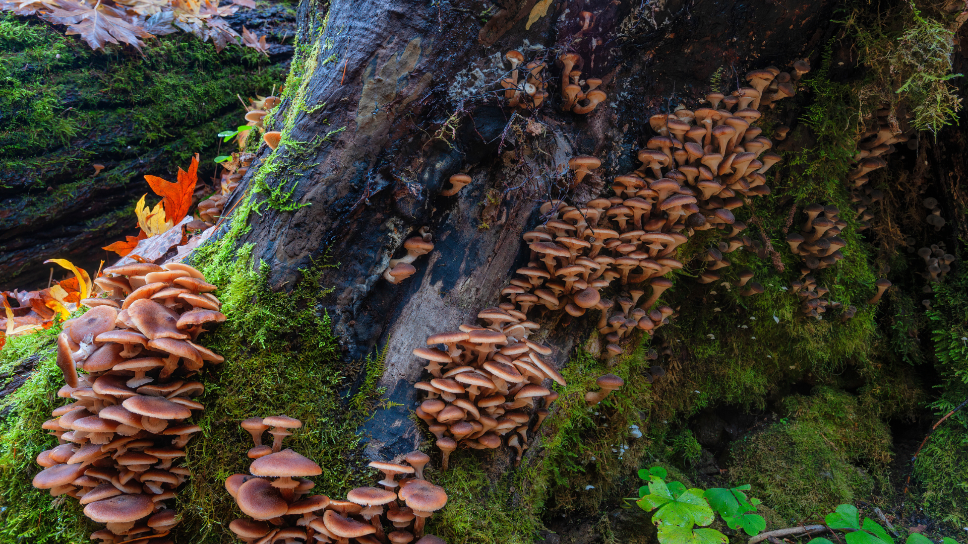 Clustered brown mushrooms growing on a mossy tree trunk in a forest, with a small orange leaf nearby