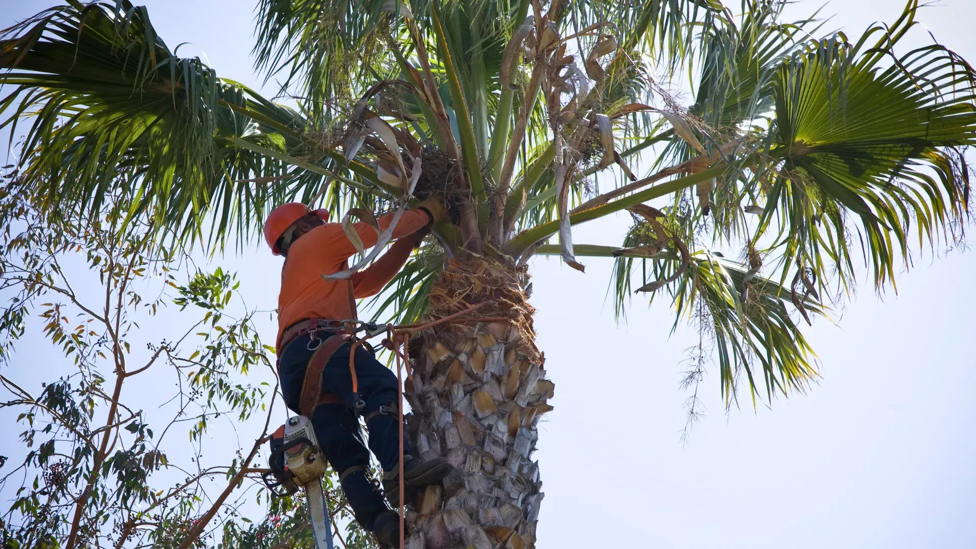 Palm tree trimming vs standard tree trimming Spring TX Bill Beals