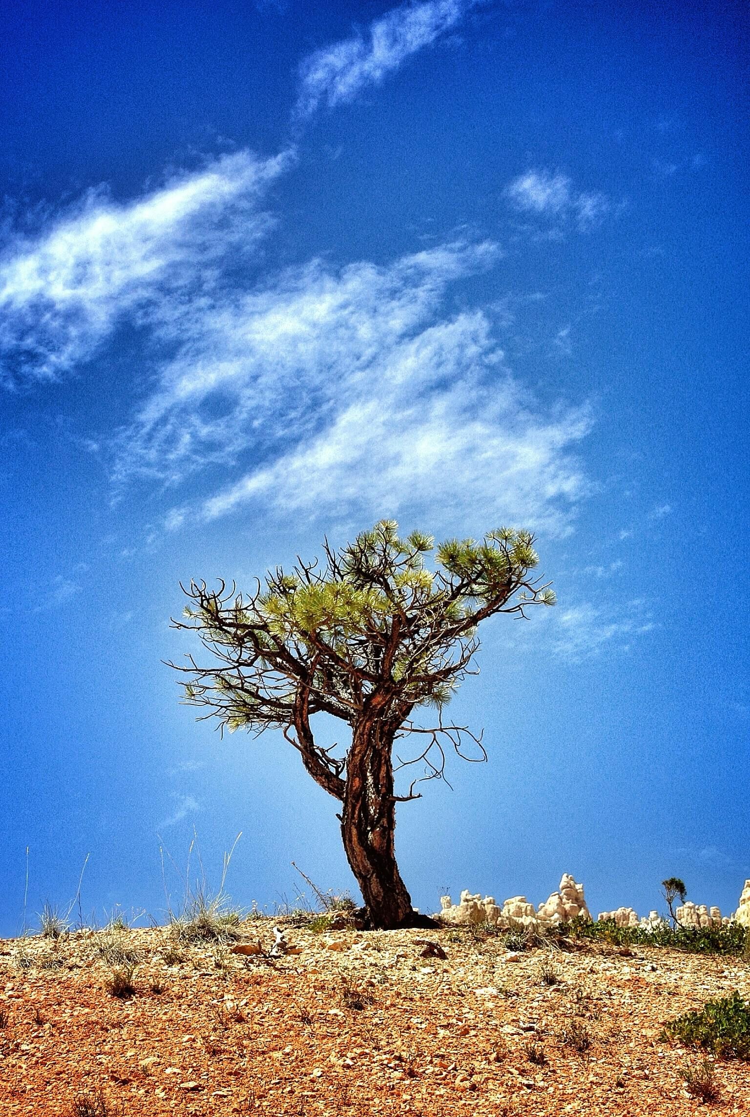 Lone tree on a dry hillside beneath a bright blue sky with wispy clouds