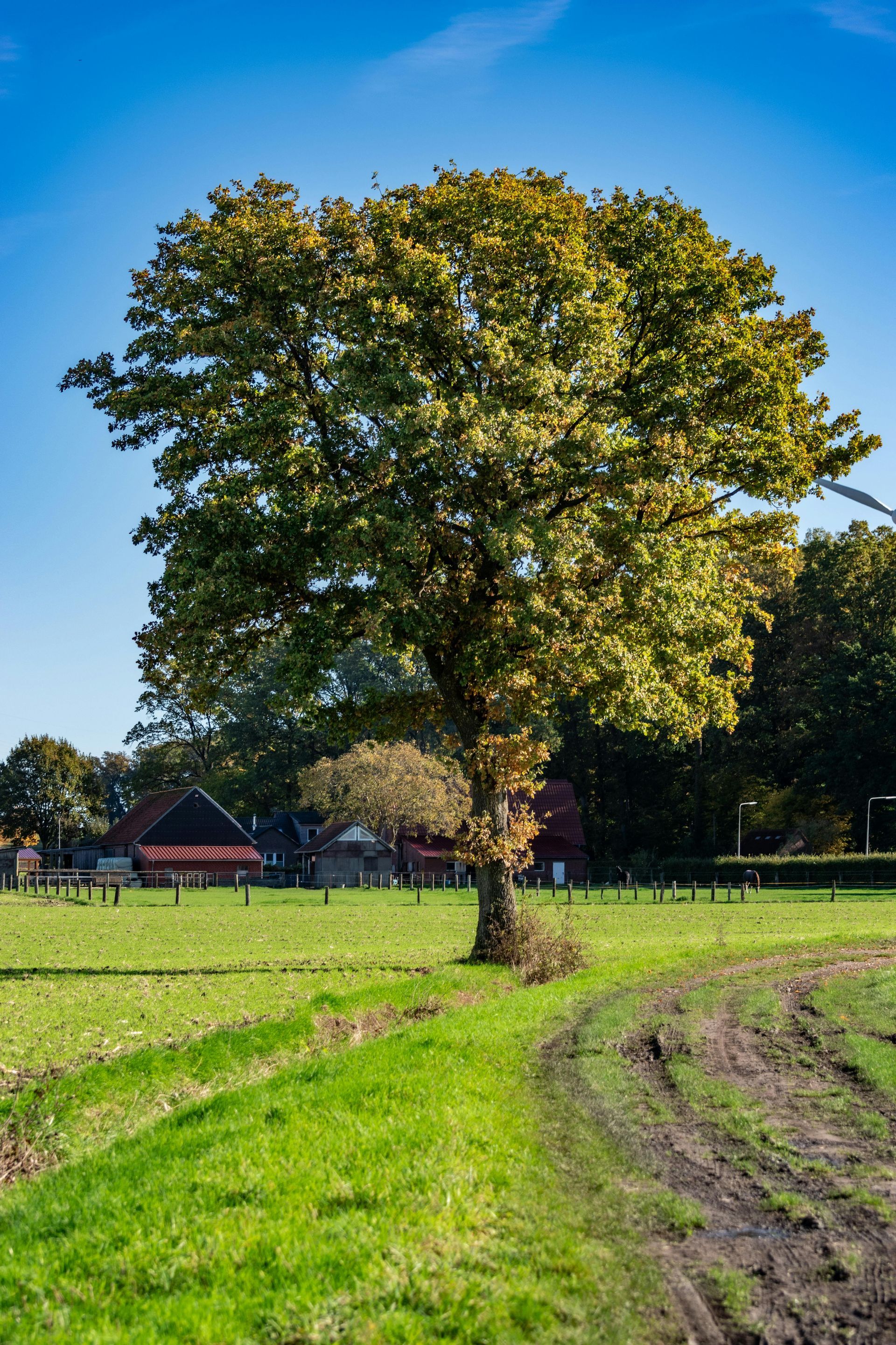 Tall tree in a sunny green field with a dirt path curving past it and a farmhouse in the distance.