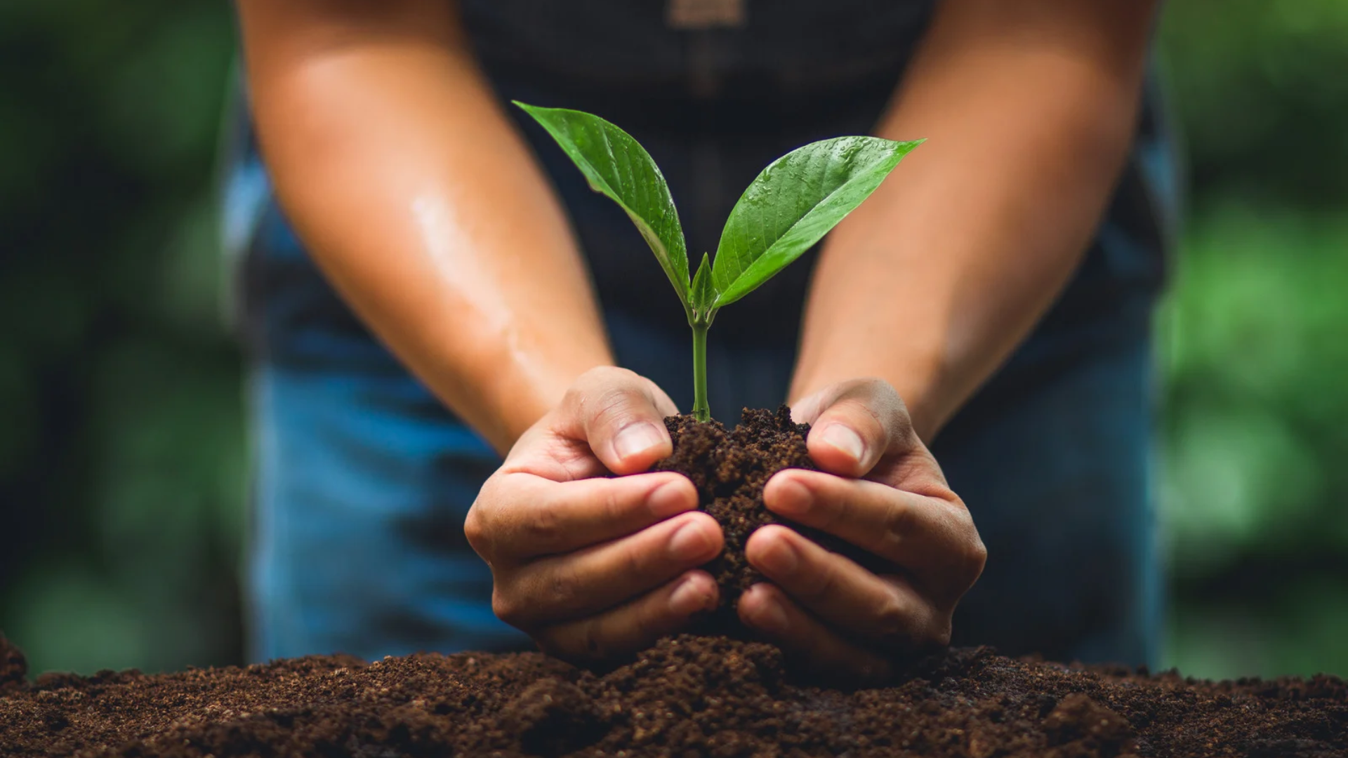 Hands holding a small green seedling above dark soil, symbolizing planting and growth.