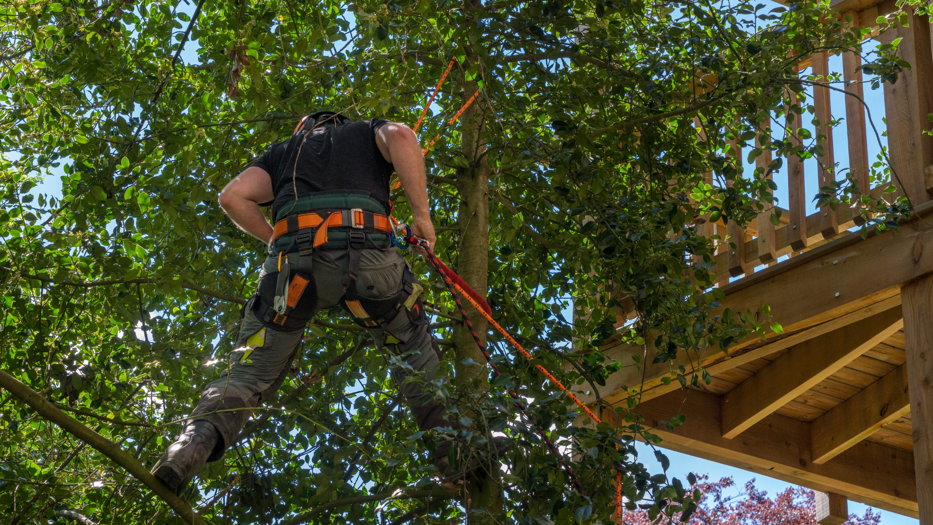 Worker in safety harness on a tree near a wooden deck, using climbing gear.