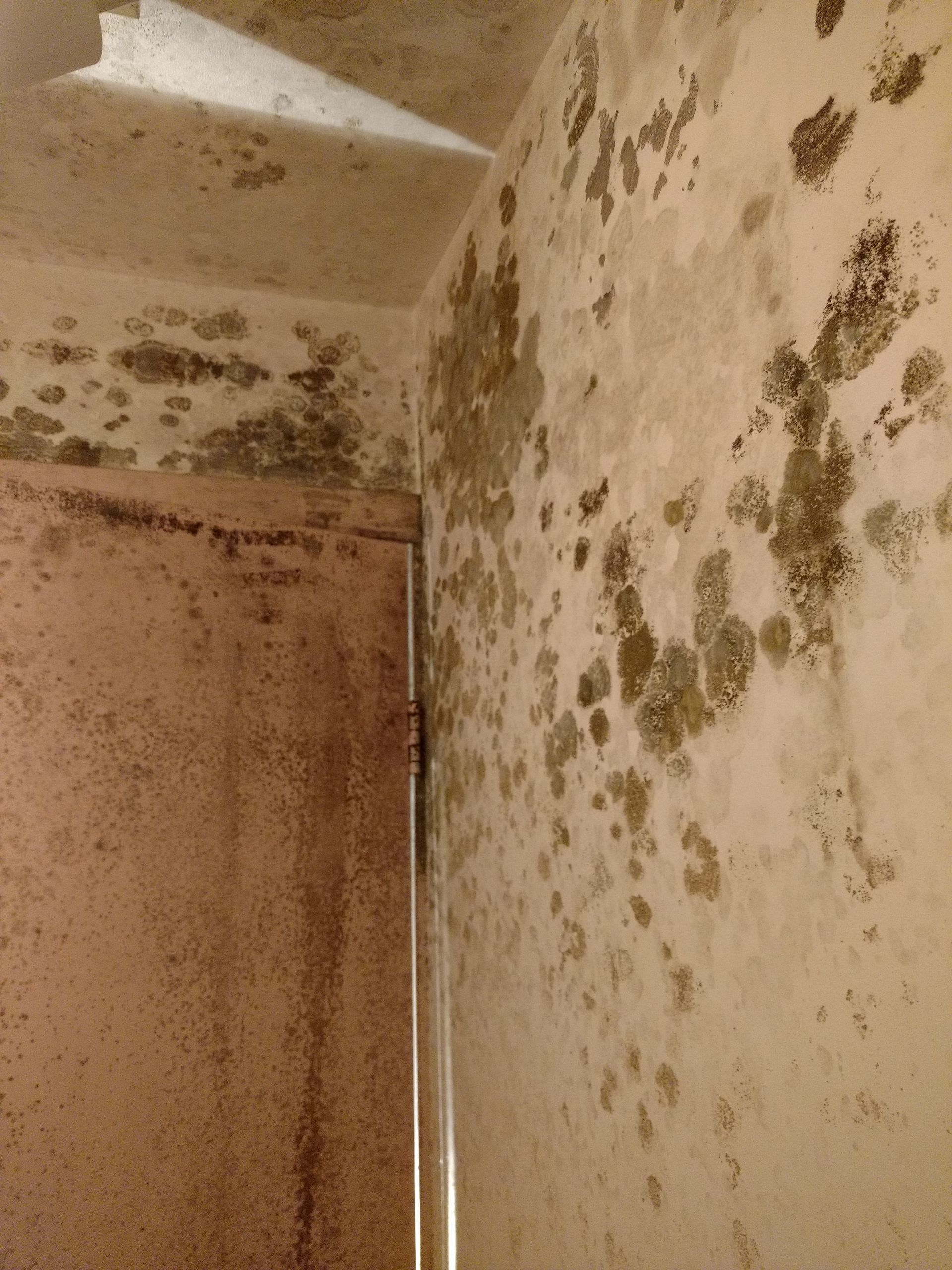 Un coin de pièce où d'importantes moisissures sombres se sont développées sur le plafond et les murs.