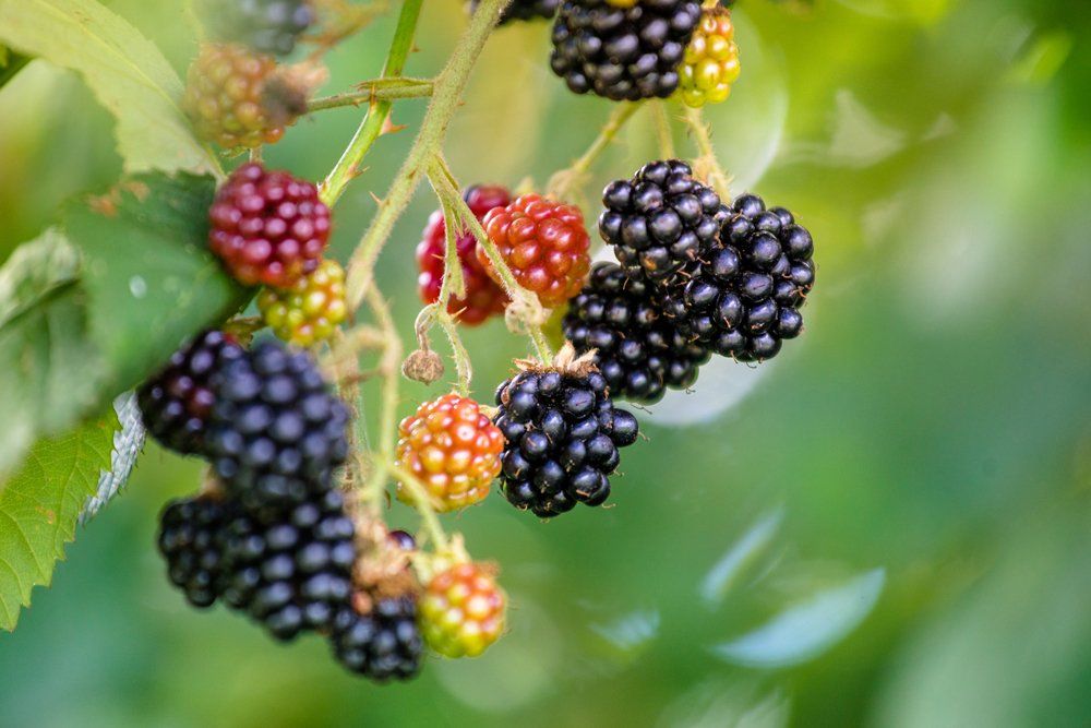 Blackberries — Aurora, IL — Hansen's Motel