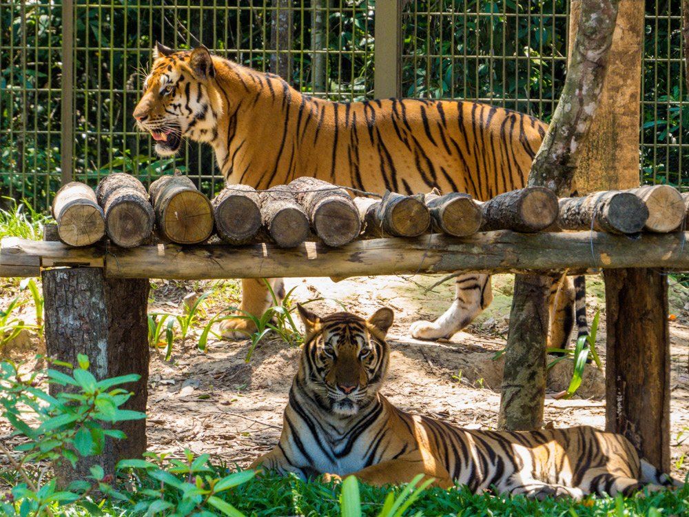 Tigers in Zoo Park — Aurora, IL — Hansen's Motel