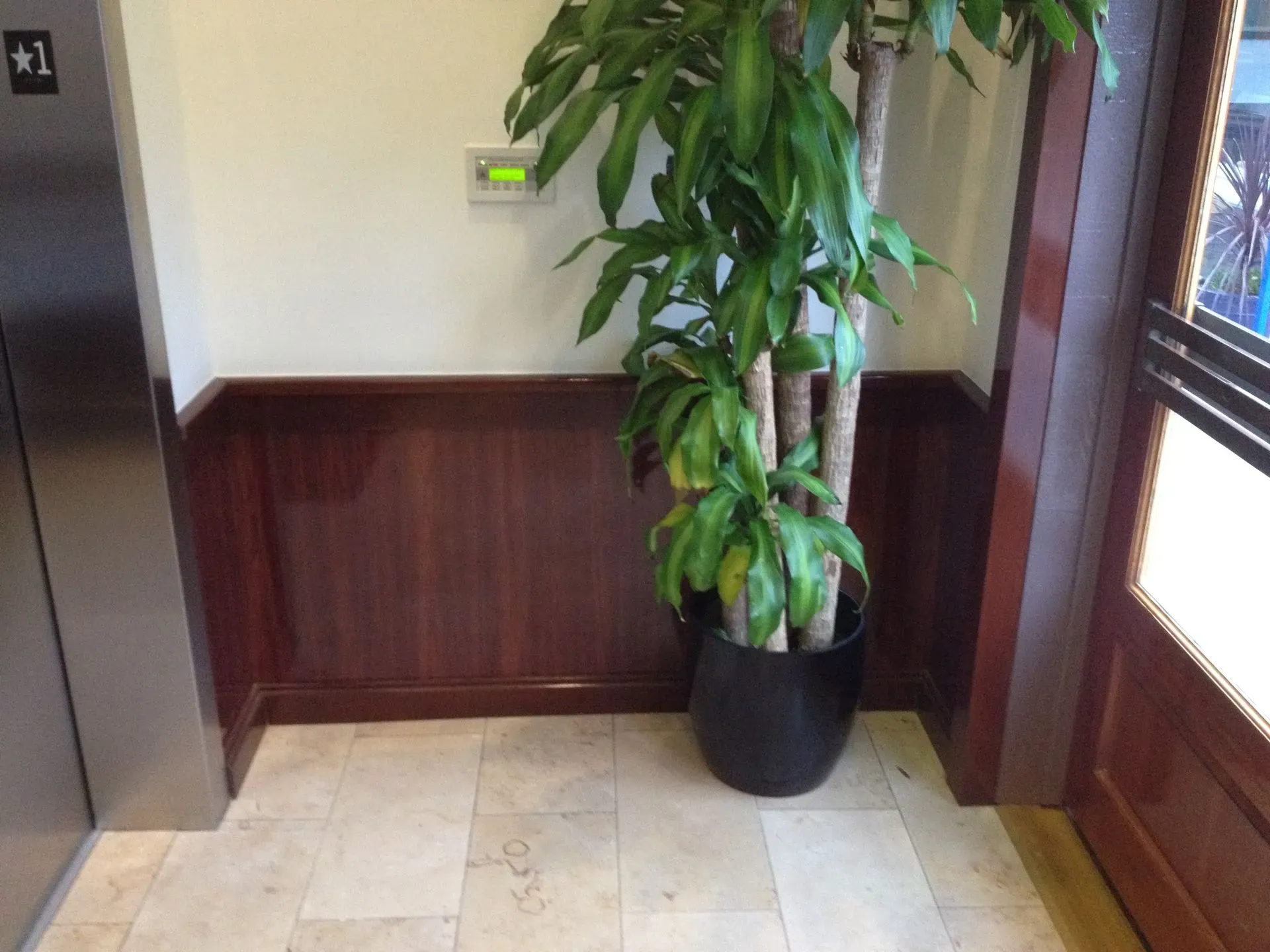 Hallway corner with a tall potted plant beside an elevator and large window.