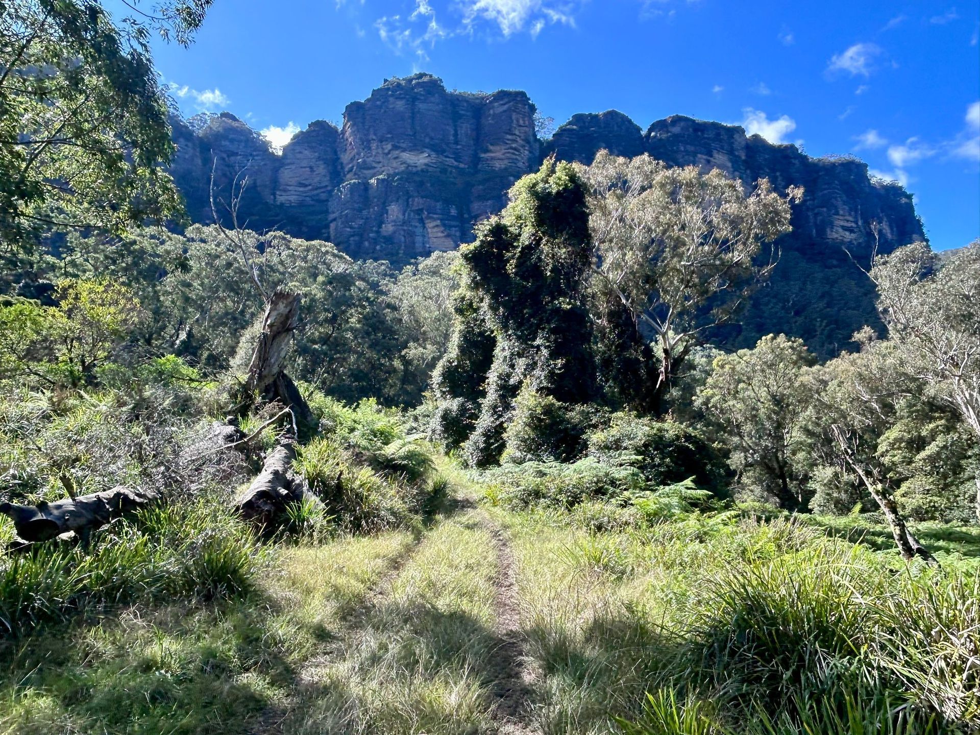 Sunlit green path through dense forest toward towering rocky cliffs under a bright blue sky