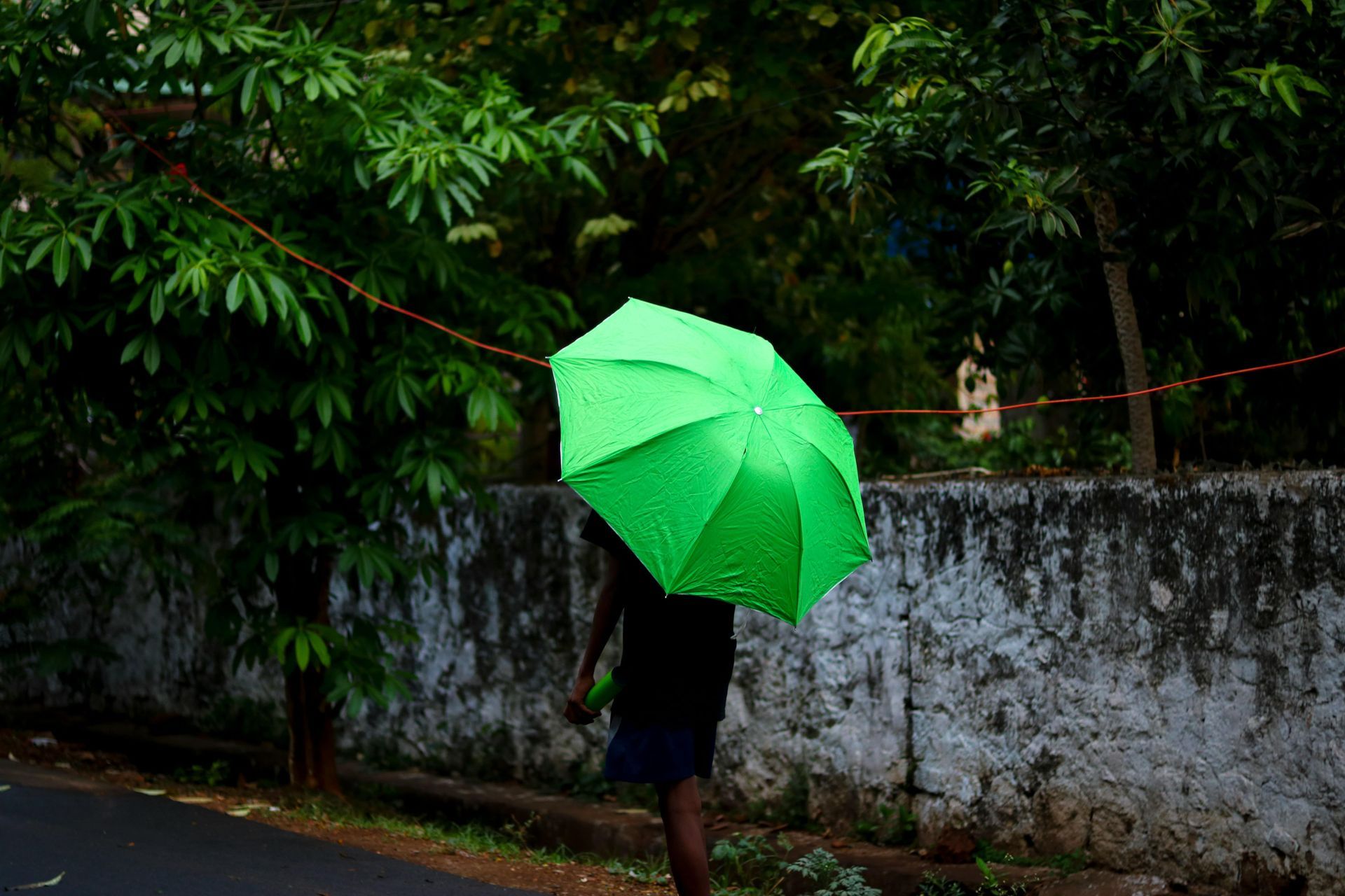 Person holding a bright green umbrella on a rainy street beside a wall and dense foliage