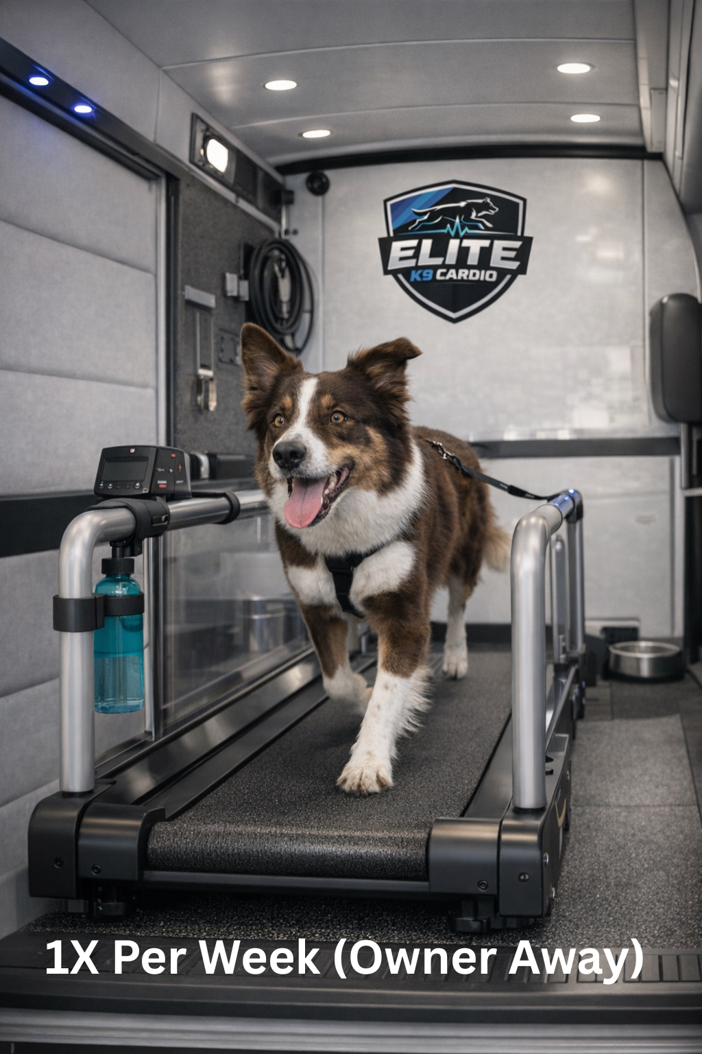 Dog walking on a treadmill inside a pet grooming trailer
