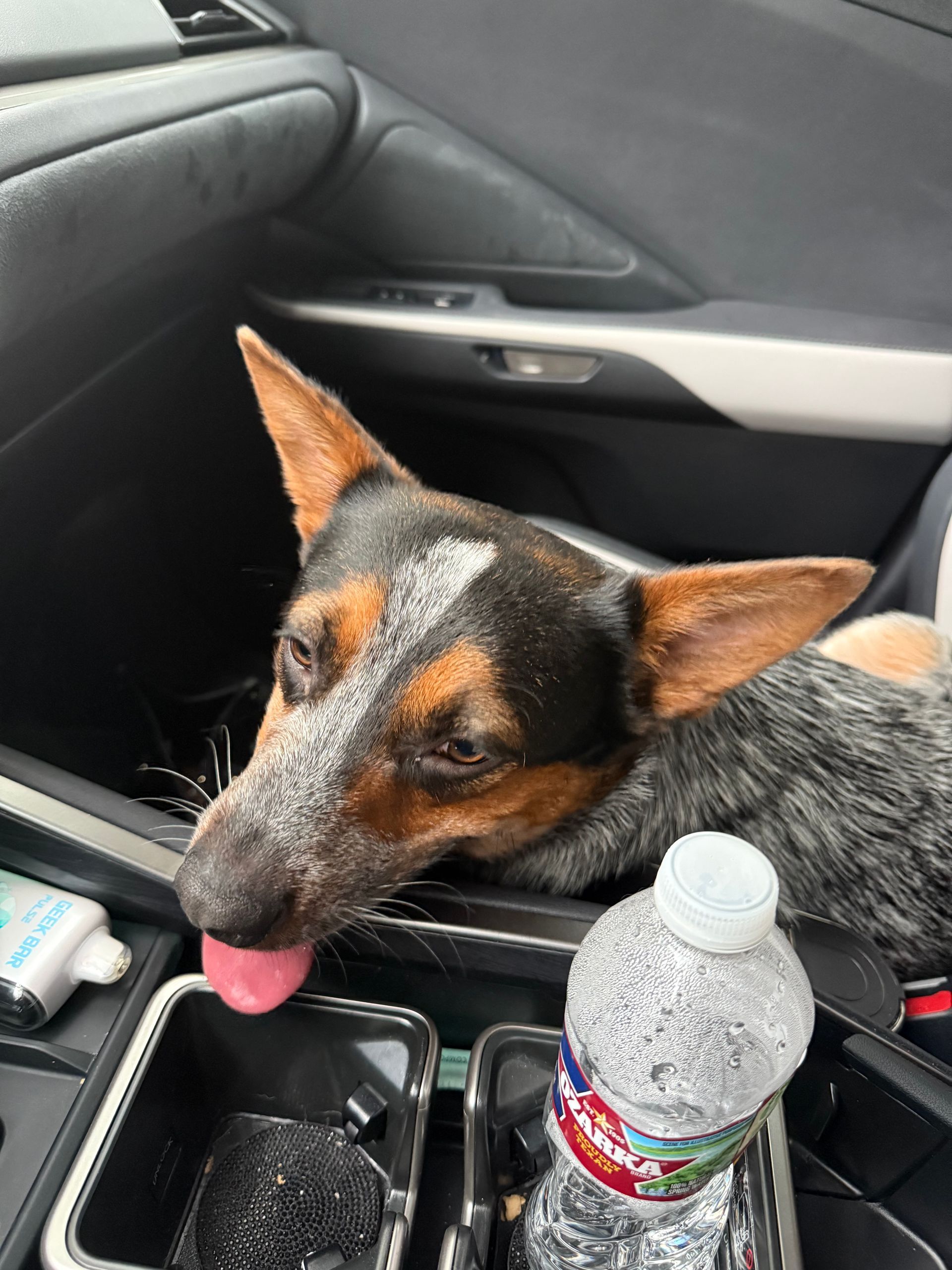 Black-and-tan dog with tongue out in a car seat beside a water bottle