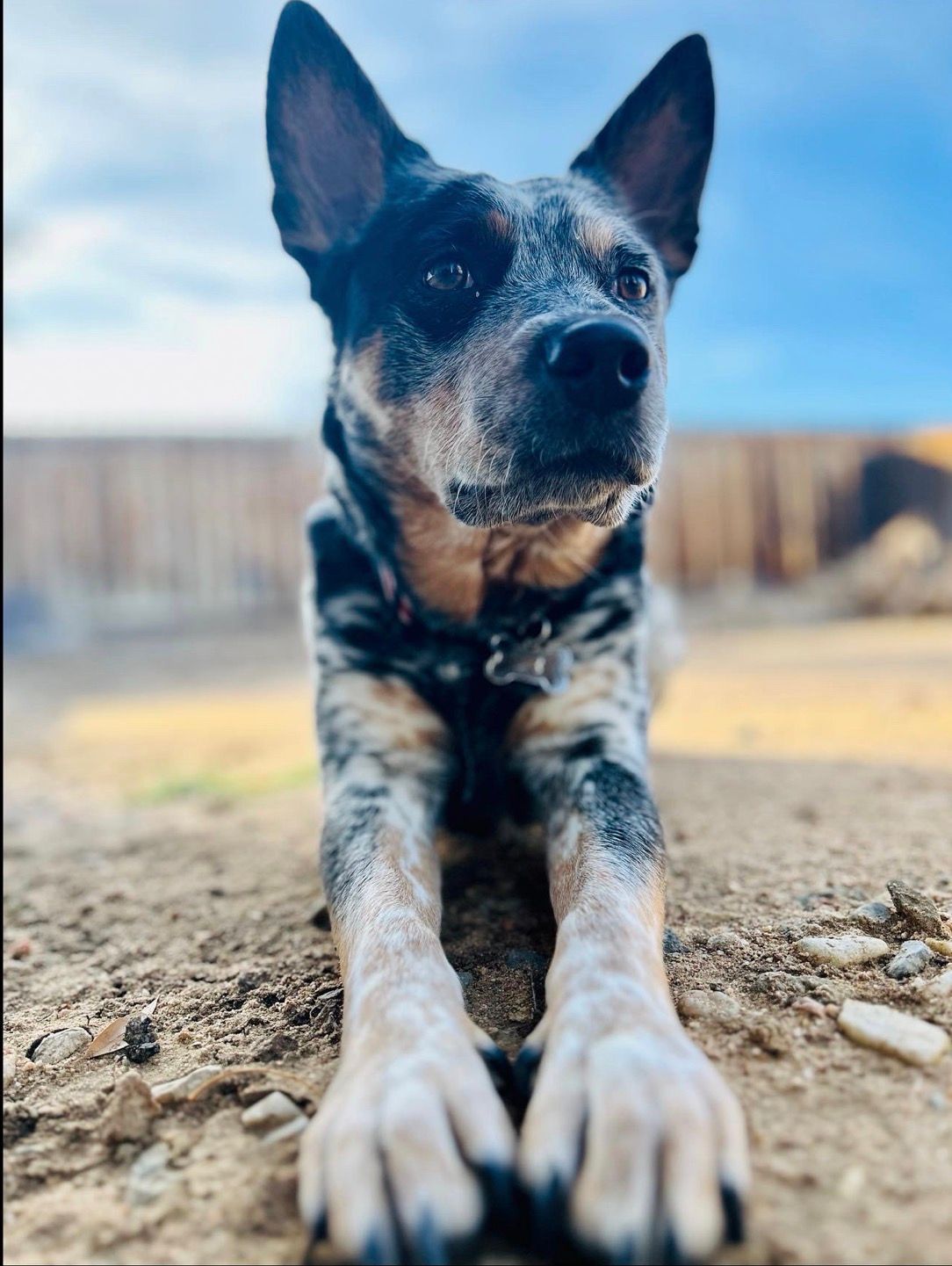 Blue heeler dog lying on dirt with paws stretched forward, ears up, looking at the camera outdoors