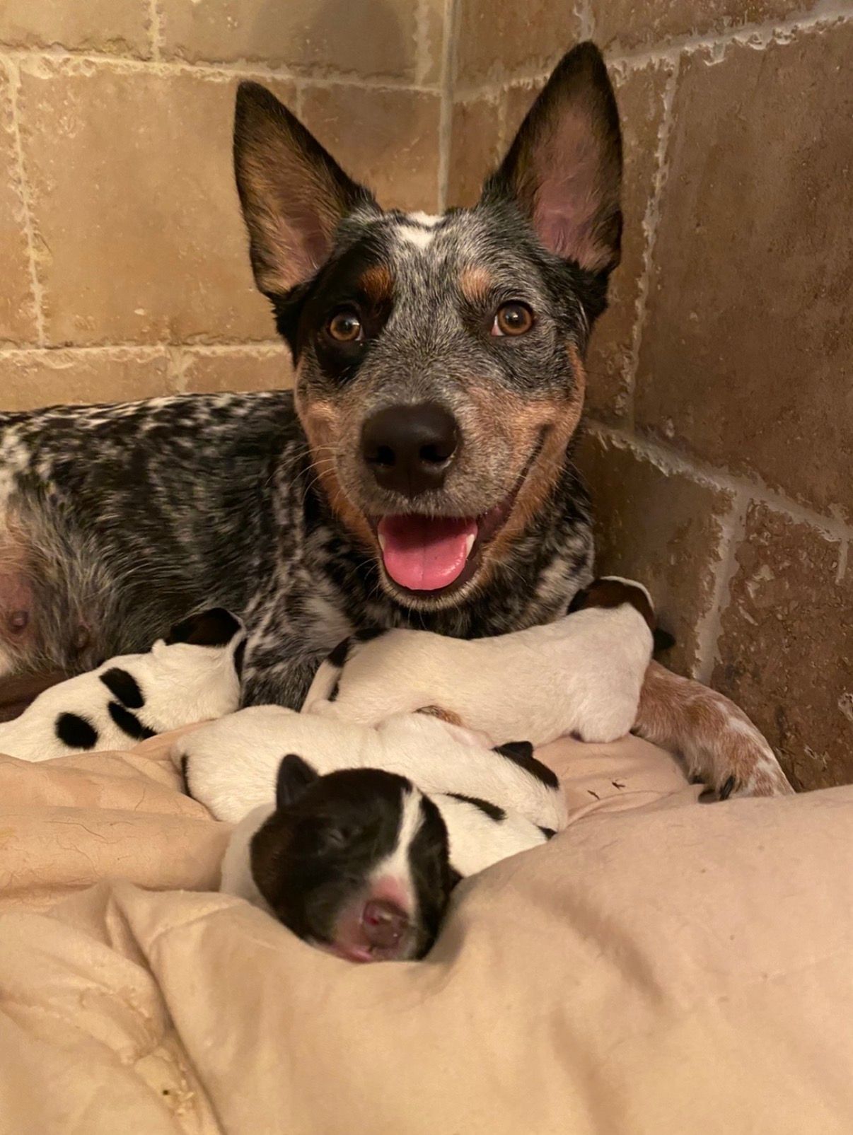 Dog cuddling a sleeping puppy on a beige blanket against a brick wall