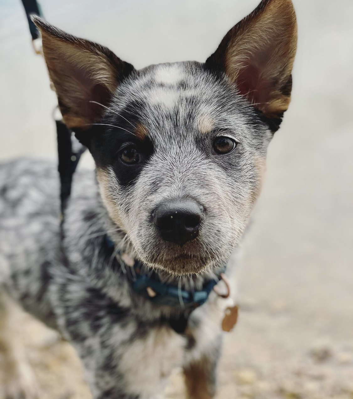 Close-up of a black-and-white speckled dog with upright ears and a blue collar outdoors