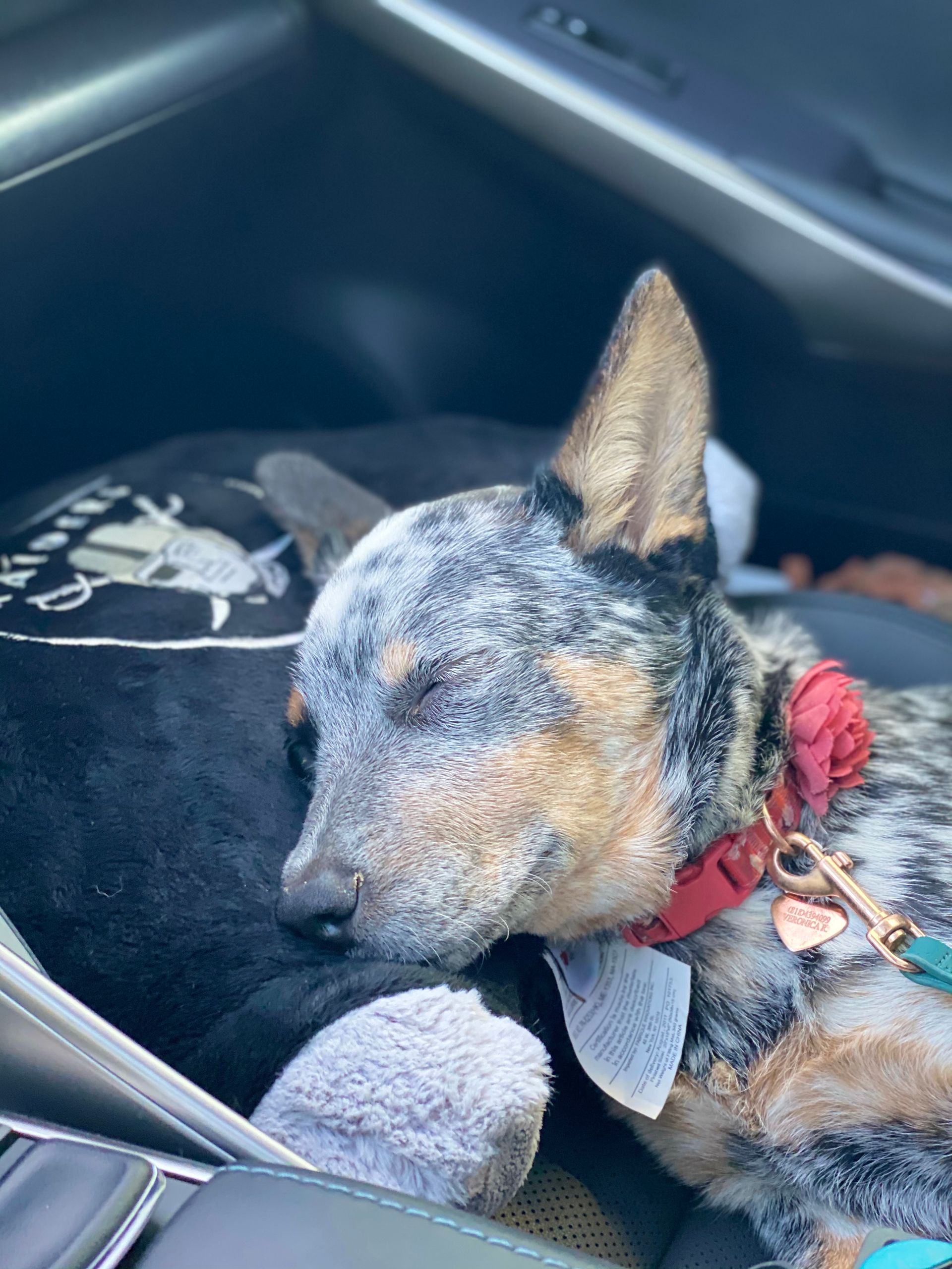 Small dog sleeping in a car, wearing a red collar and black shirt.