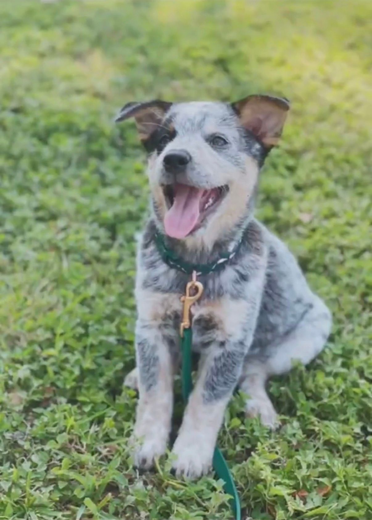 Small speckled dog sitting on grass with mouth open and tongue out, wearing a leash.