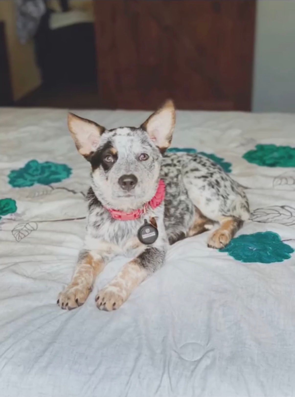 Speckled dog with pink collar lying on a white quilt with teal flowers