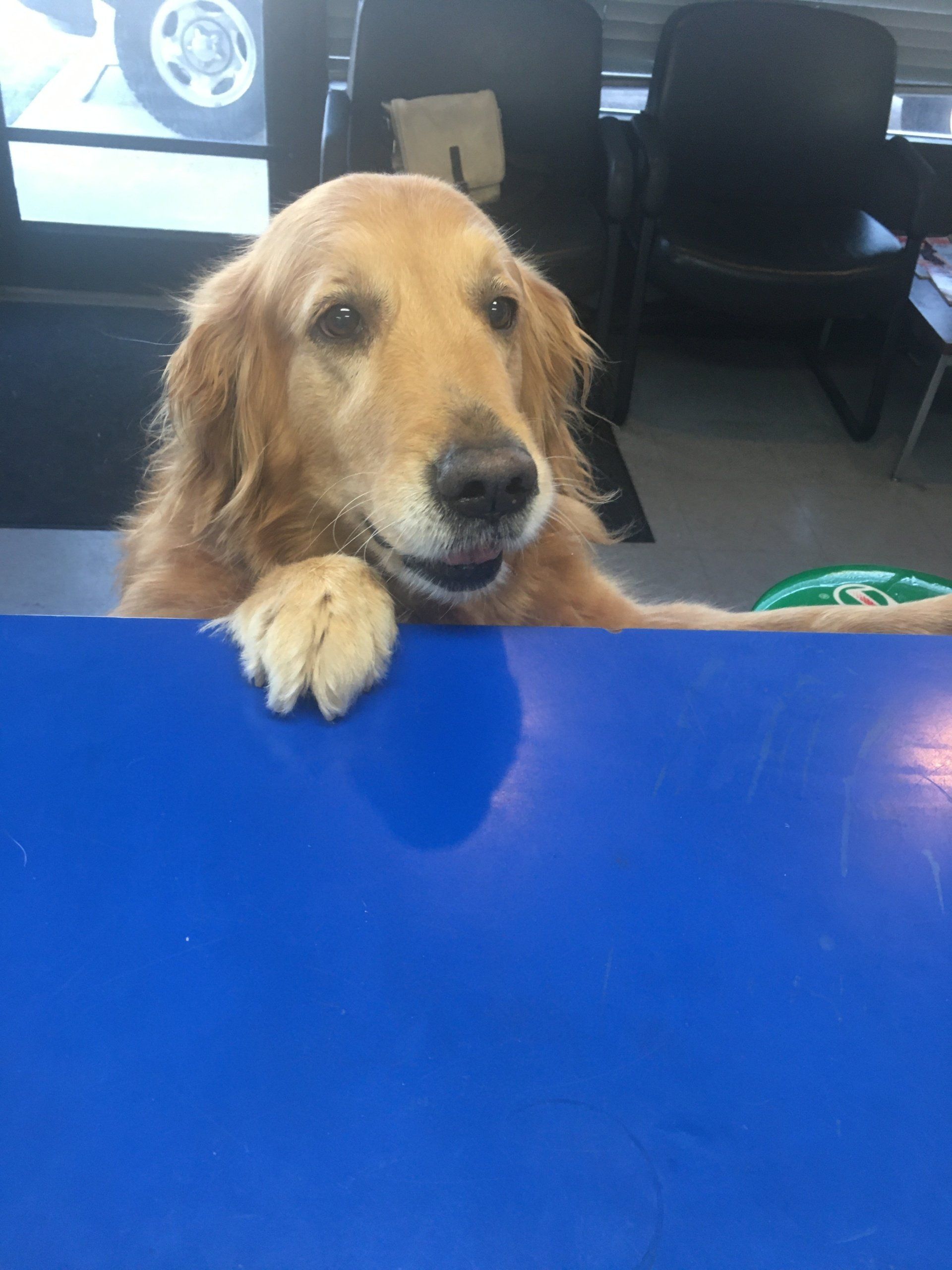 dog customer