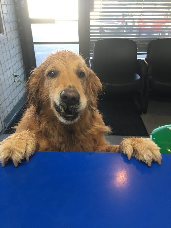 dog customer