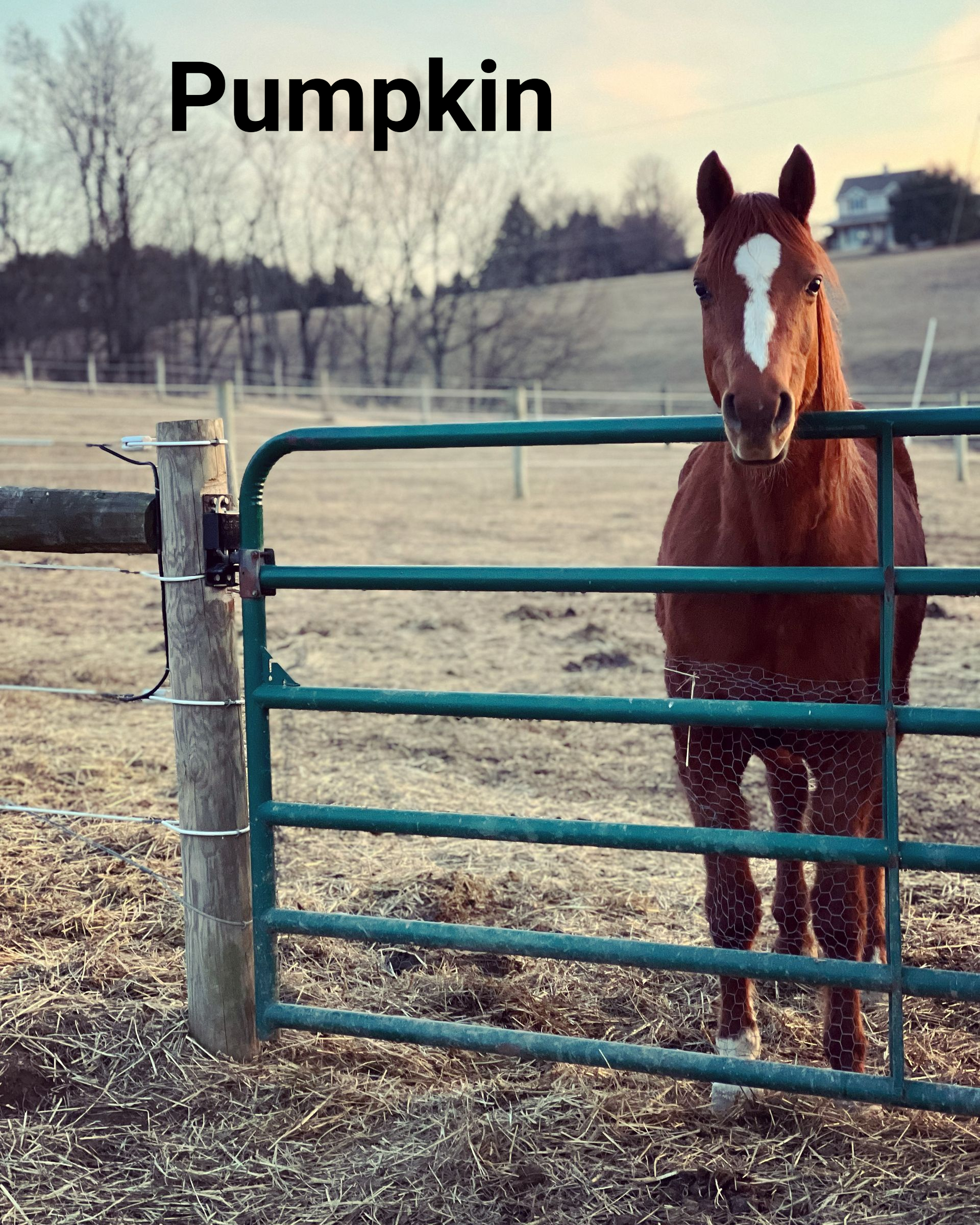 Adoptable horse Pumpkin