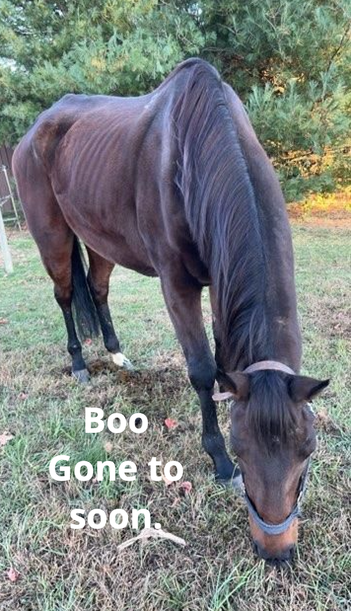 Adoptable horse Boo