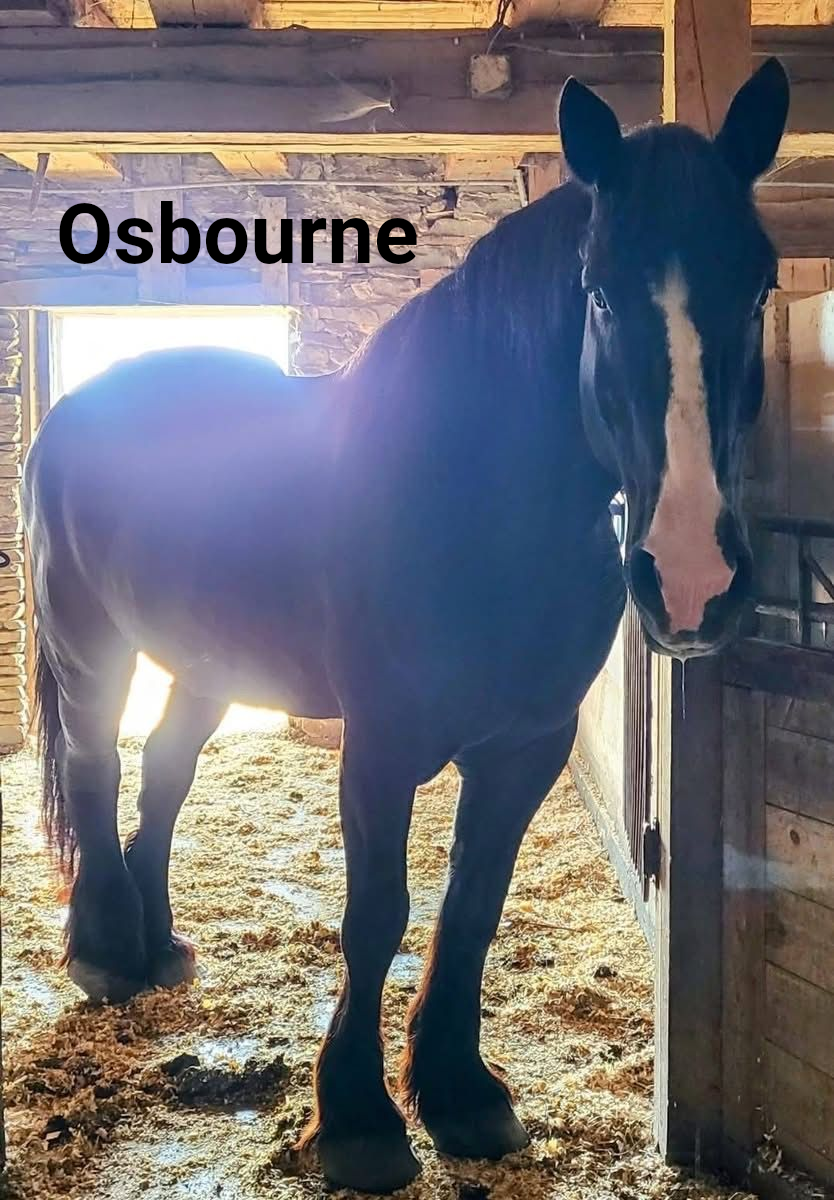 Adoptable horse