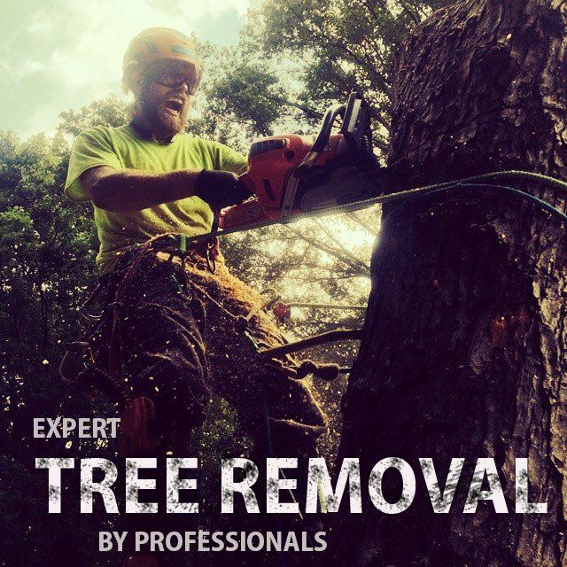 Tree service asheville nc