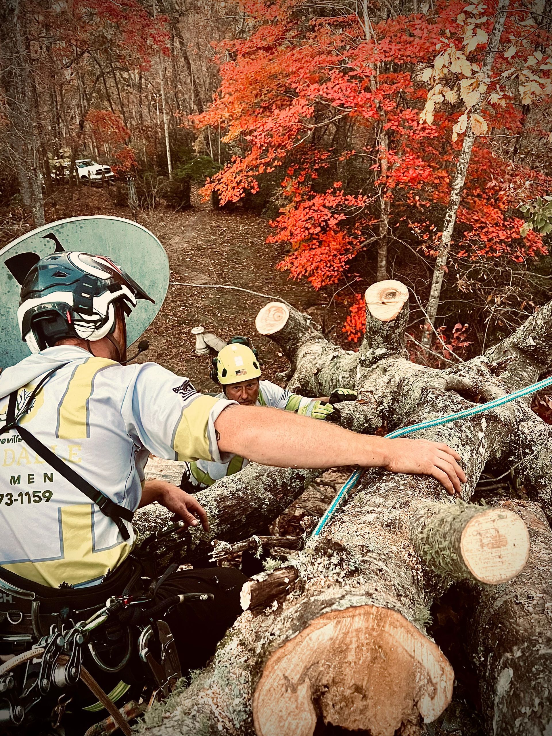 arborists in asheville